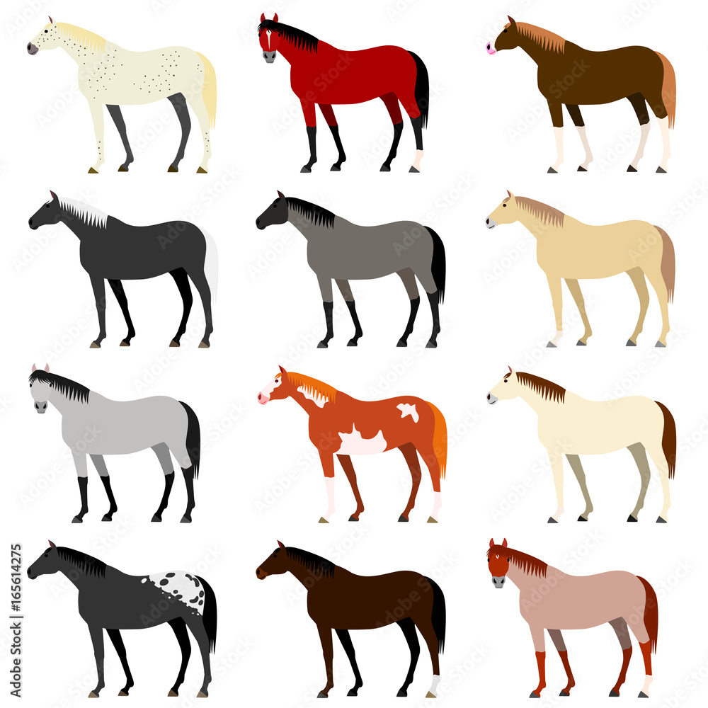 Various horse colors