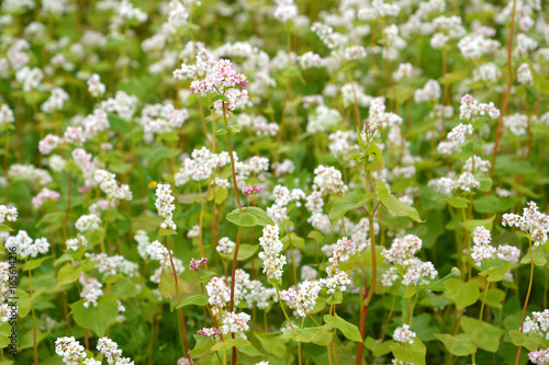 The blossoming buckwheat sowing  Fagopyrum esculentum Moench   a background