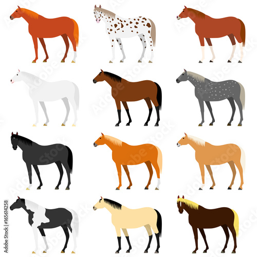 Various horse colors