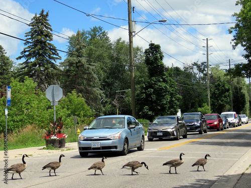  Thornhill canadian geese cross the street