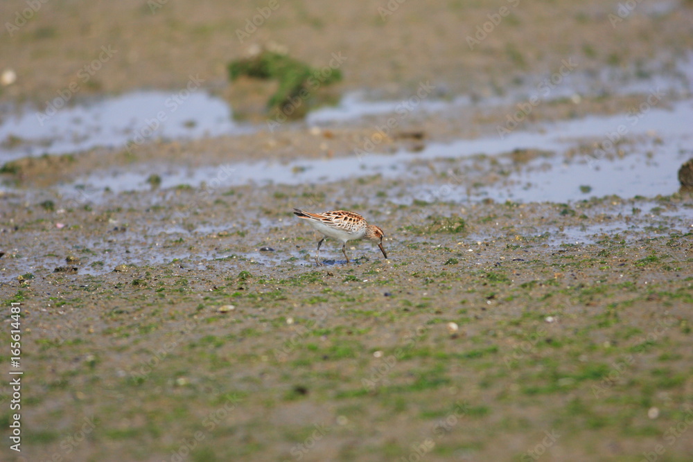 Broad-billed Sandpiper (Limicola falcinellus) in Japan Broad-billed Sandpiper (Limicola falcinellus) in Japan