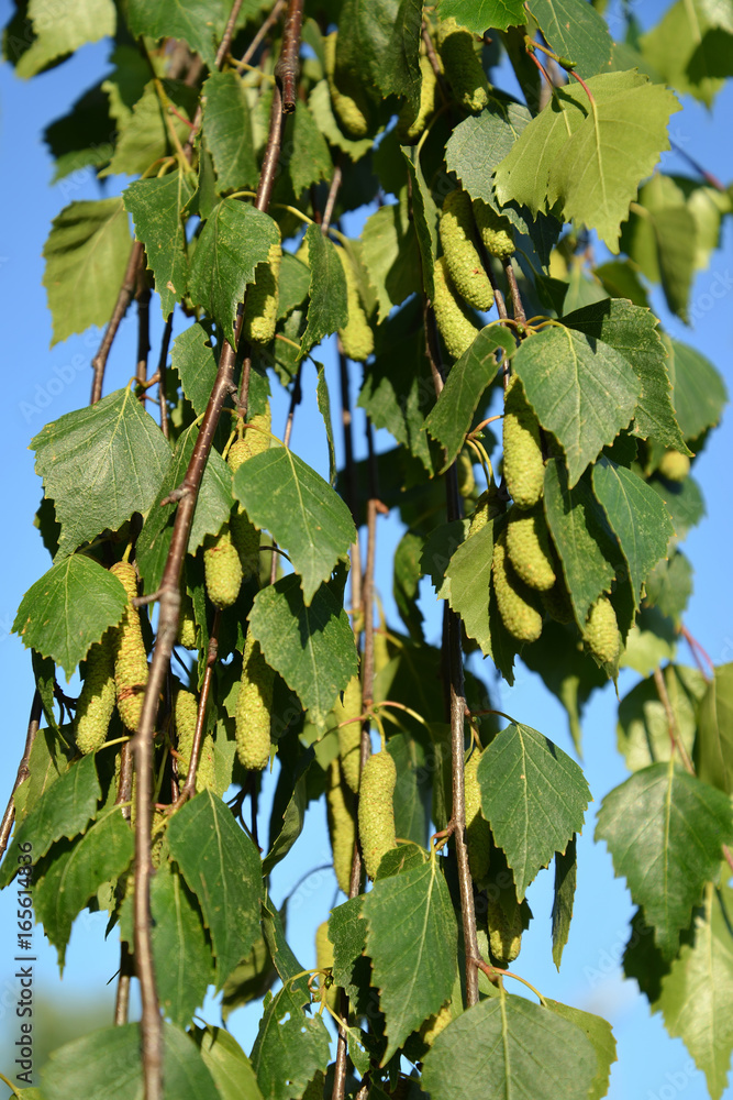 Fototapeta premium Opadająca brzoza (brodawkowata) (Betula pendula Roth). Gałęzie z zielonymi kolczykami