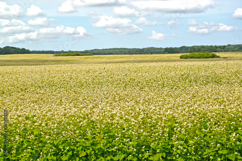 The buckwheat field in sunny day. Summer landscape © vodolej