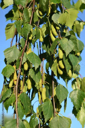 Birch drooping (warty) (Betula pendula Roth). Branches with green earrings