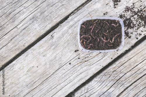 Red worms Dendrobena in a box in manure, earthworm live bait for fishing on wooden surface, Fishing concept.
