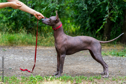 woman gives a command to her Mexican Hairless Dog. Dog training.