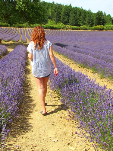 Fototapeta Naklejka Na Ścianę i Meble -  Giovane ragazza che cammina nei campi di lavanda in Francia