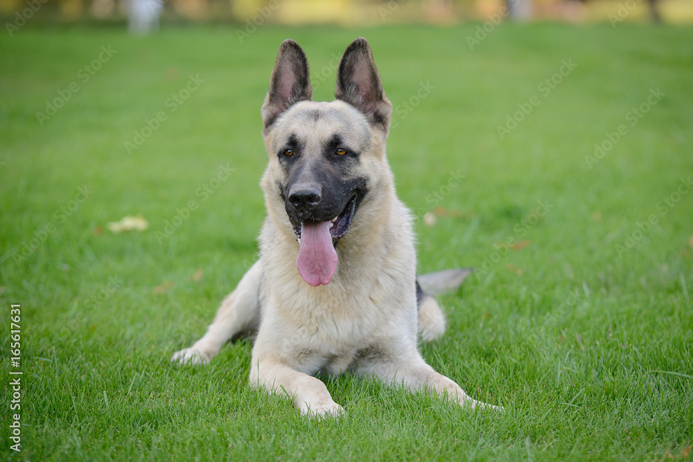 German Shepherd Dog, Eastern European Shepherd Dog in the Park Stock Photo  | Adobe Stock