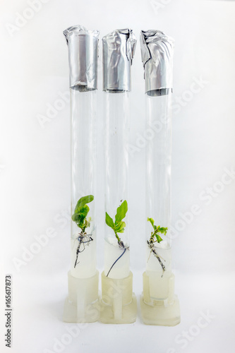 Microplants of cloned oak (Quercus Robur L) in test tubes with nutrient medium using micropropagation technology in vitro photo