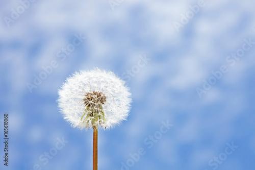 Fototapeta Naklejka Na Ścianę i Meble -  Schöne Pusteblume