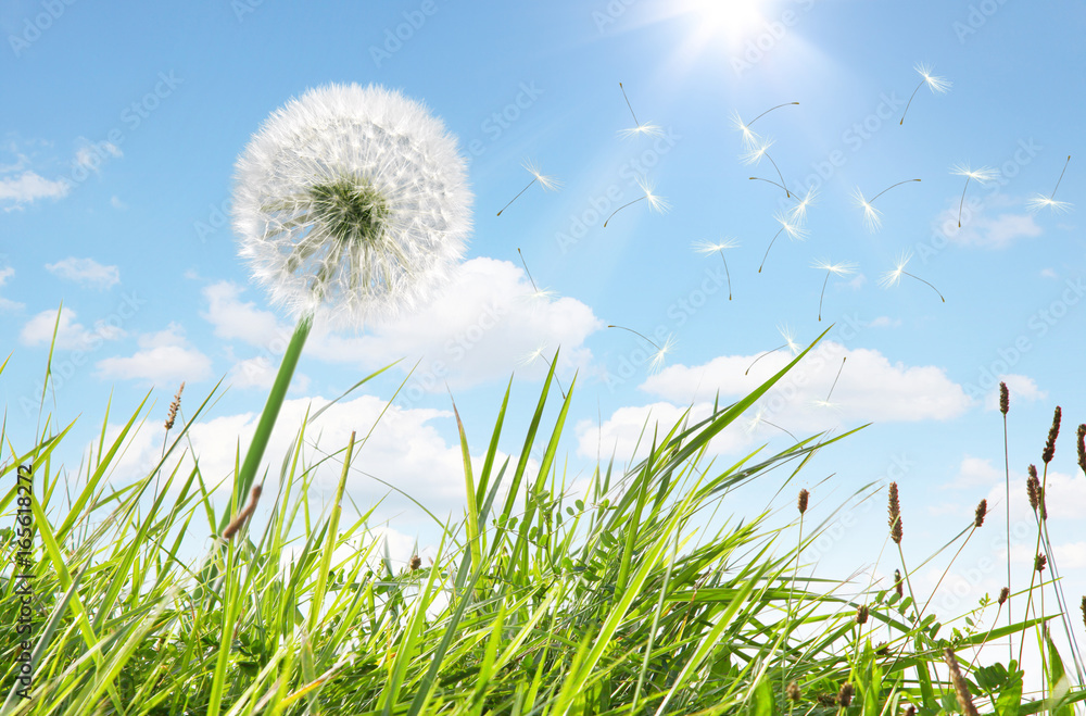 Fototapeta premium Piękny mniszek lekarski