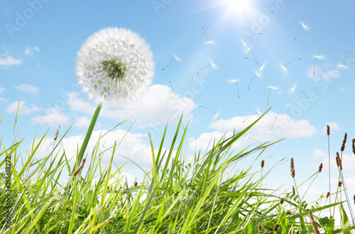 Fototapeta Naklejka Na Ścianę i Meble -  Schöne Pusteblume