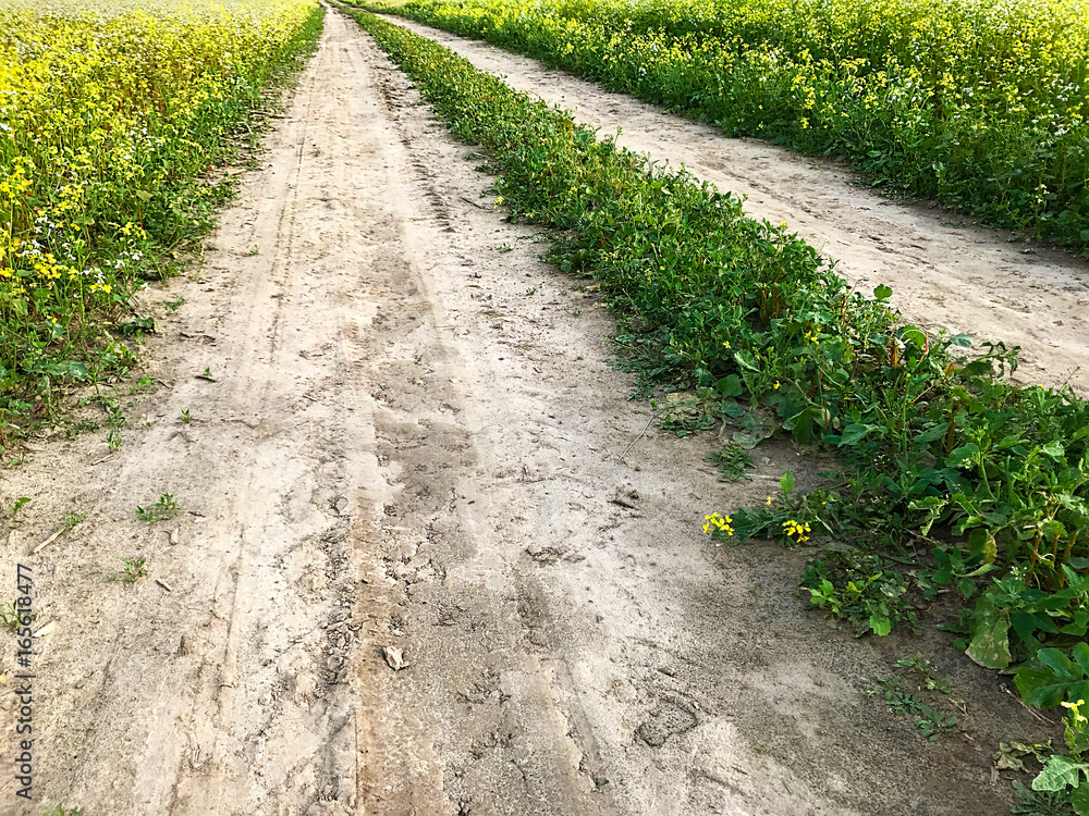 The road is in the middle of a field of blooming buckwheat.