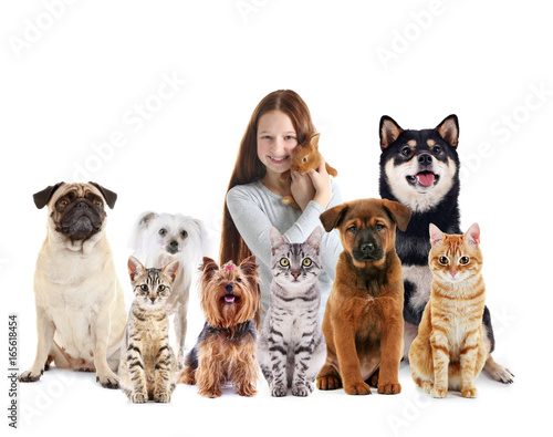 Cute cats and dog, isolated on white