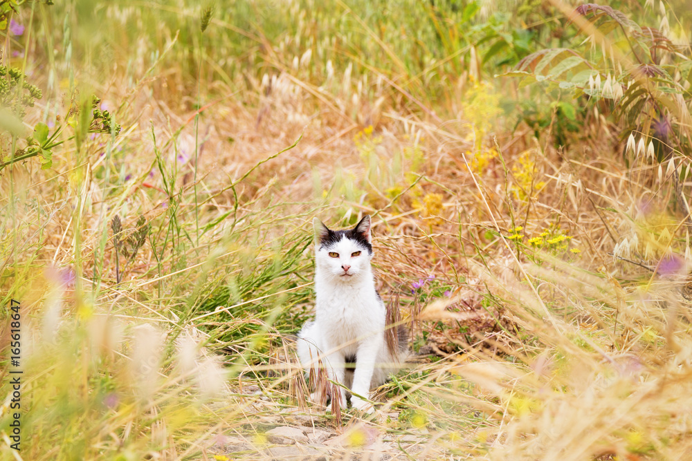 Cat in Field With Wild Flowers Cat in Field With Wild Flowers