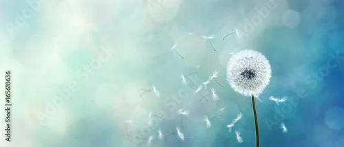 Panel kuchenny z motywem Schöne Pusteblume