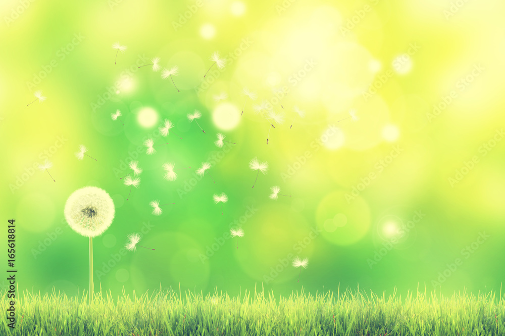 Obraz premium Schöne Pusteblume