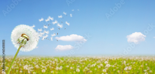 Fototapeta Naklejka Na Ścianę i Meble -  Schöne Pusteblume