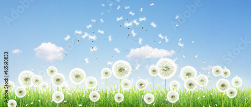 Fototapeta Naklejka Na Ścianę i Meble -  Schöne Pusteblumen