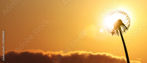 Fototapeta Naklejka Na Ścianę i Meble -  Schöne Pusteblume