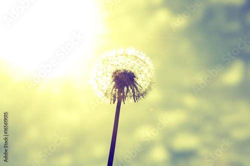 Fototapeta Naklejka Na Ścianę i Meble -  Schöne Pusteblume