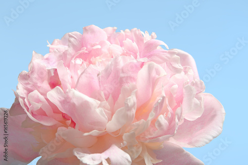 Beautiful peony flower on color background  closeup