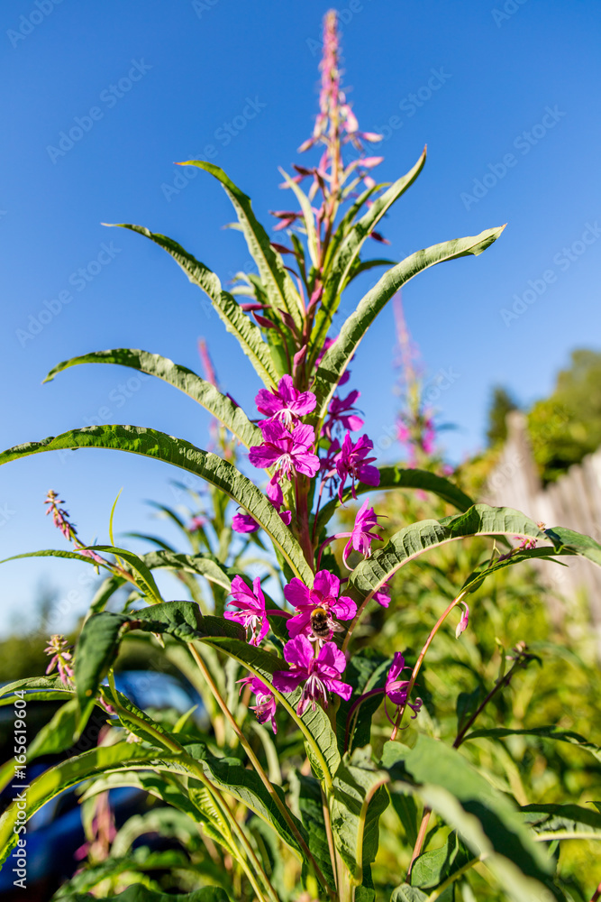 Obraz premium Bumblebee drinking nectar from purple flower