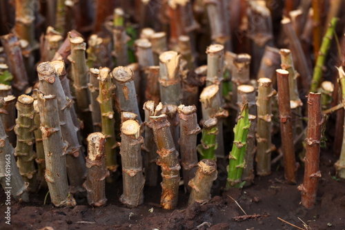 green and bright cassava roots