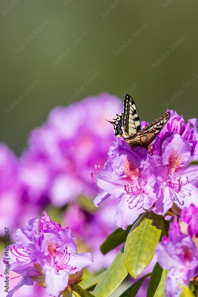 Big butterfly drinking nectar from rhododendron flower Big butterfly drinking nectar from rhododendron flower