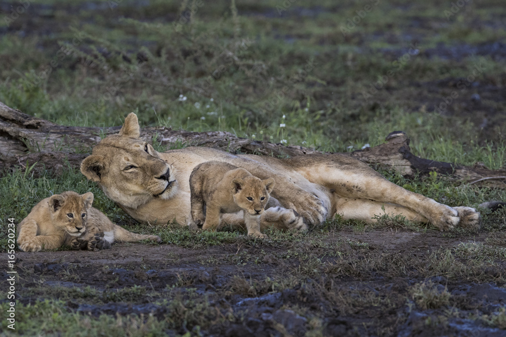 Fototapeta premium lion