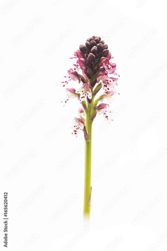 Obraz premium Orchid