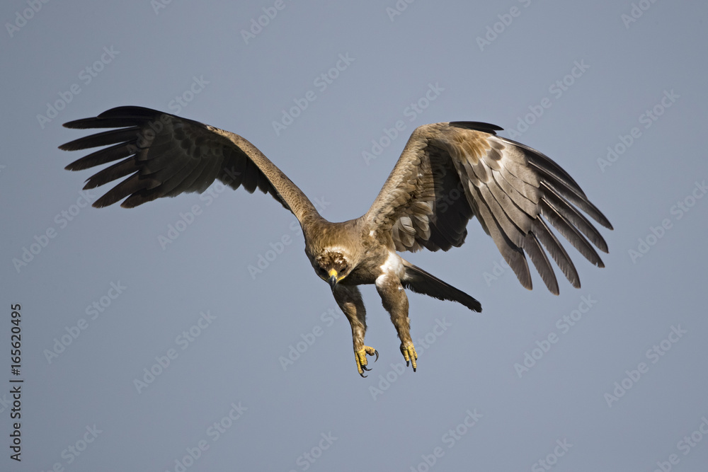 Fototapeta premium Animal