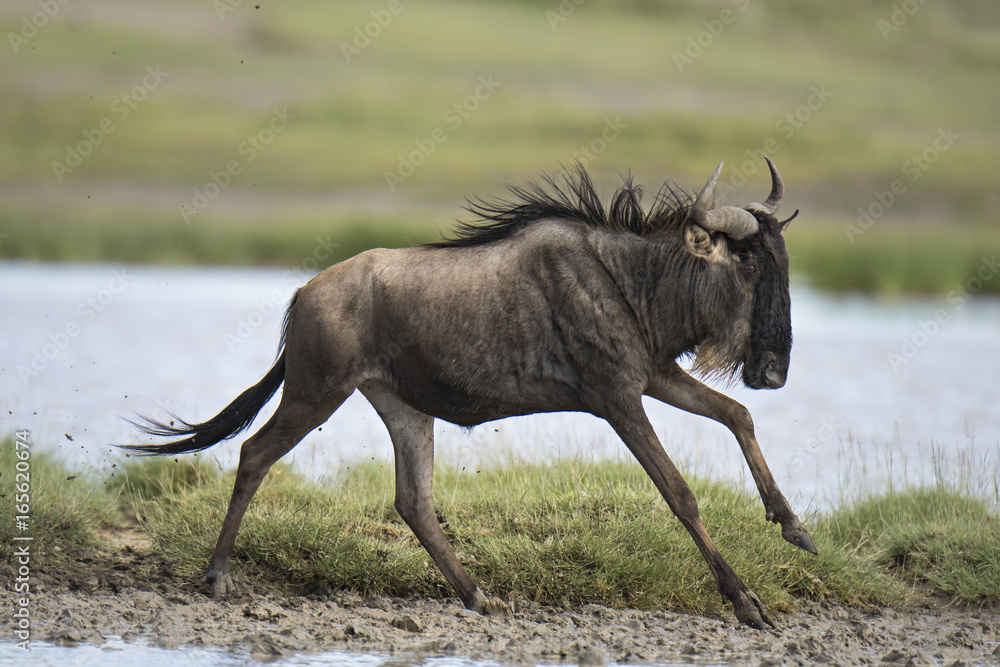 Animal Animal