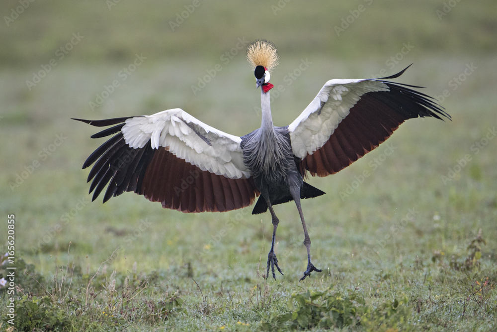 Naklejka premium Animal