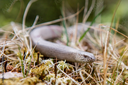 Closeup of slow-worm in forest setting