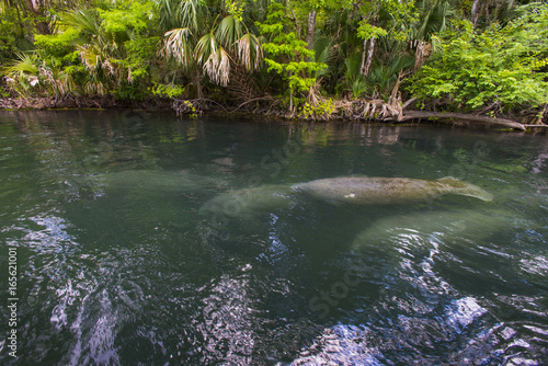 Manatee swimming up the beautiful Silver River in Florida to stay warm in the winter © Condor 36