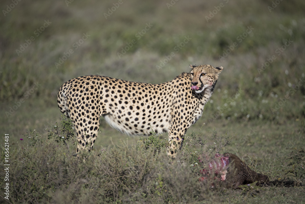 Naklejka premium Animal