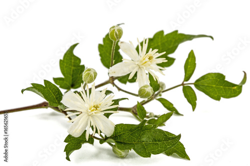 Flowers and leafs of Clematis , lat. Clematis vitalba L., isolated on white background