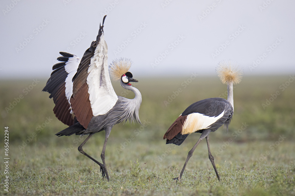 Fototapeta premium Animal