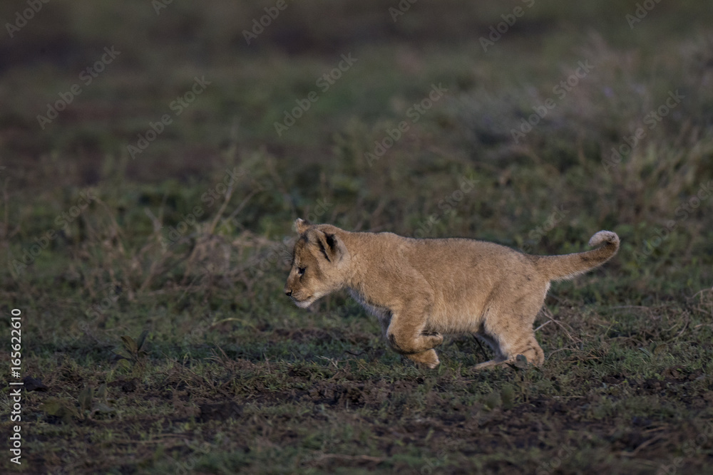 Fototapeta premium Animal