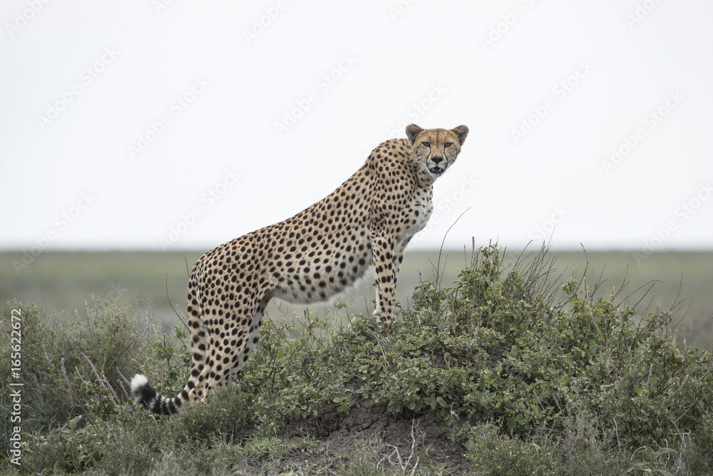 Fototapeta premium Animal
