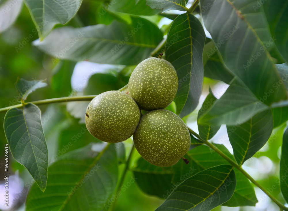 Walnut in growth on a tree branch Walnut in growth on a tree branch