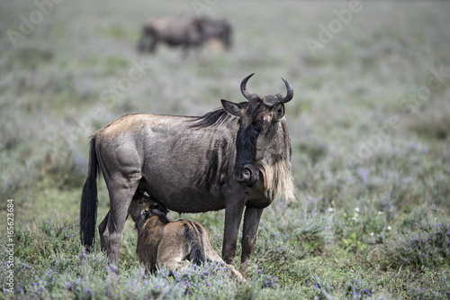 Animal © Fabrizio Moglia