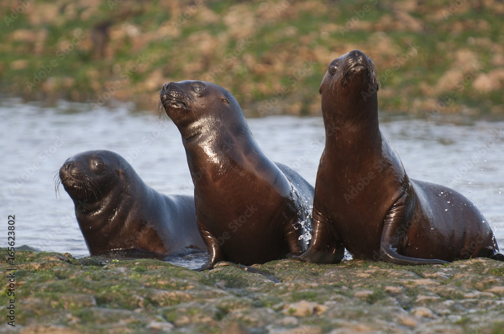 Fototapeta premium Sea Lion baby