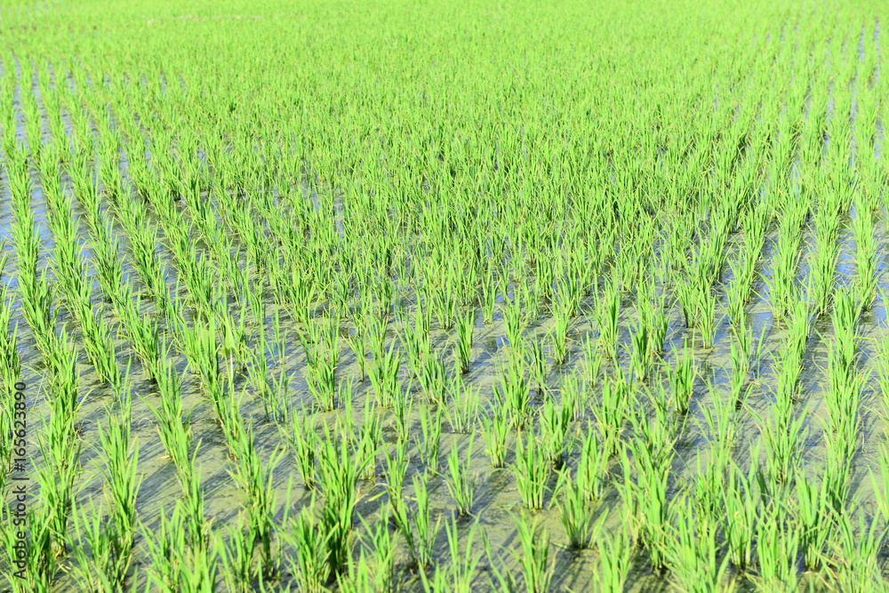 Rice seedlings Rice seedlings
