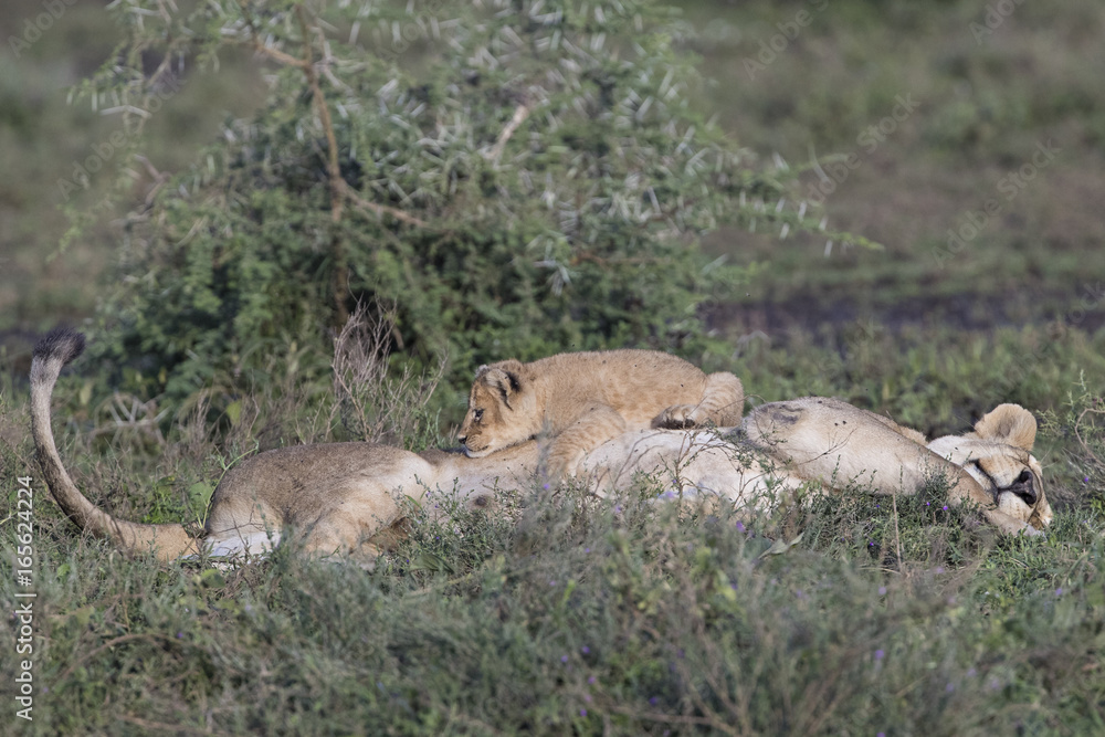 Fototapeta premium lion