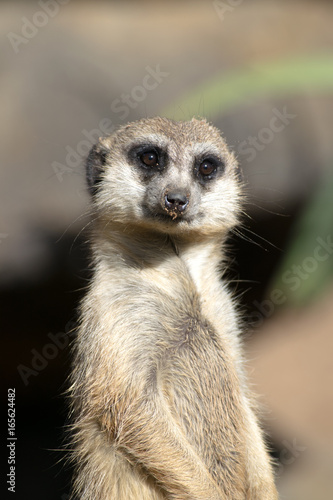 Meerkat