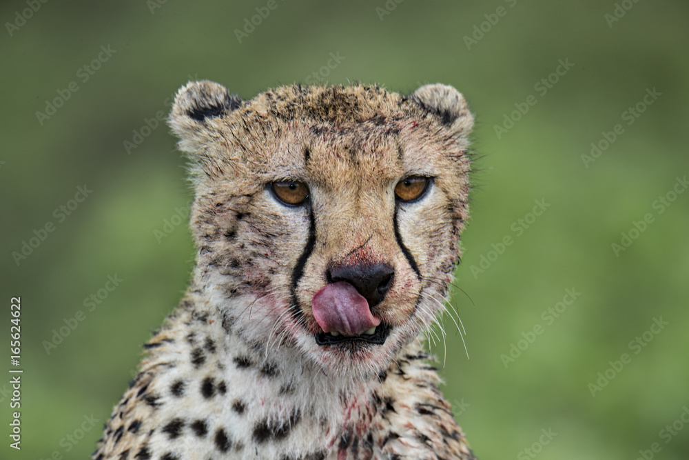 Fototapeta premium Animal