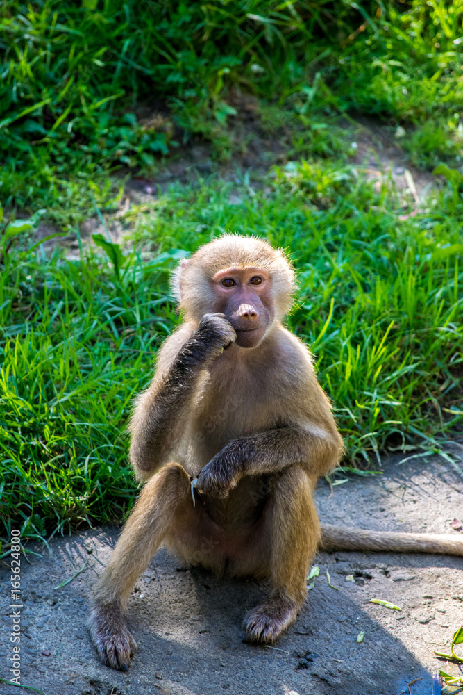 Obraz premium Monkey1