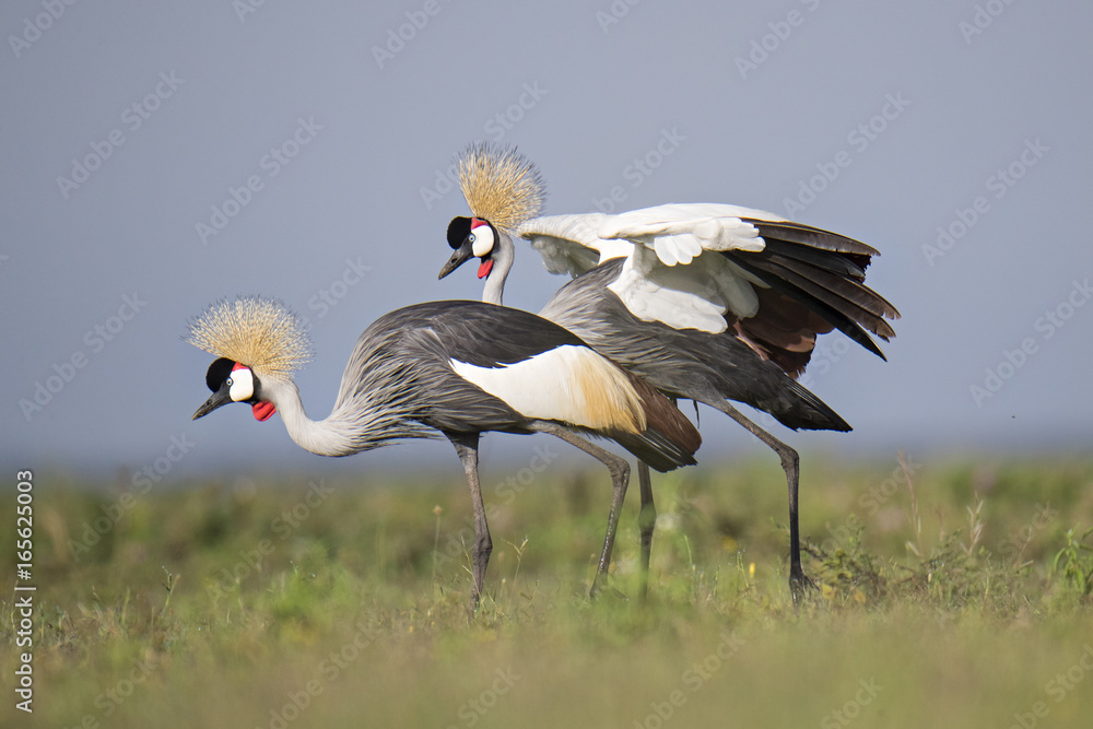 Naklejka premium Animal